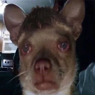 🥺 43657b37 chó, chihuahua, động vật, thú cưng, buồn, dễ thương telegram sticker