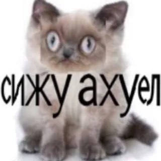 🤯 9b4421e1 сижу ахуел mèo, nga, meme, động vật, vui, sốc telegram sticker