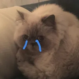 😣 a3364351 mèo, buồn, khóc, động vật, thú cưng, vật nuôi telegram sticker