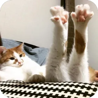 🐱 c2c281e8 mèo, mèo con, động vật, thú cưng, hài hước, dễ thương, hay chơi telegram sticker