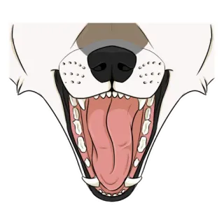 👄 9ddcee9c pies, pysk, zwierzę, zęby, kły telegram sticker