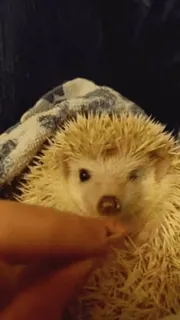 ❤️ 111841d6 Igel, Tier, Haustier, süß telegram sticker