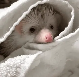 ❤️ 2e527267 Igel, Tier, süß, Handtuch, Haustier telegram sticker