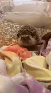 ❤️ 58785d3d Tier, Igel, süß, Haustier, Säugetier telegram sticker