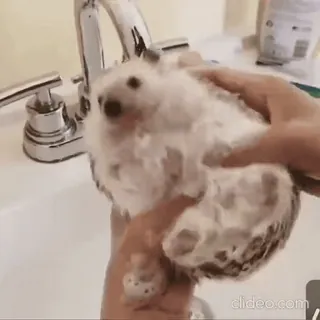 ❤️ 79d5aad3 Igel, Tier, Waschen, niedlich telegram sticker