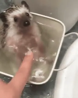 ❤️ 855228f3 Igel, Bad, süß, Tier, Haustier telegram sticker