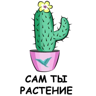 😡 3a96ce02 САМ ТЫ РАСТЕНИЕ cactus, pianta, divertente, insulto, fiore whatsapp sticker