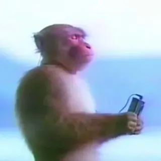 😌 acdb3f8d scimmia, animale, musica, iPod telegram sticker