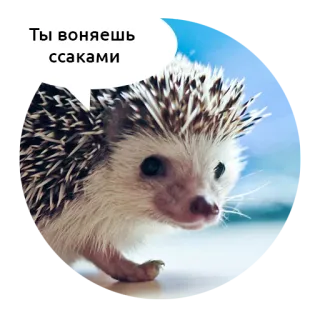 Злые зверята by @DGStickers telegram stickers