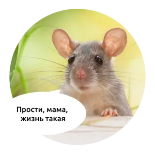 Злые зверята by @DGStickers telegram stickers
