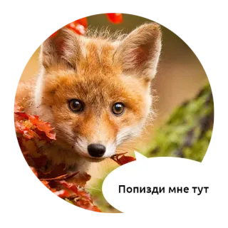 Злые зверята by @DGStickers telegram stickers
