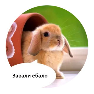 Злые зверята by @DGStickers whatsapp stickers