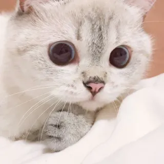 🤤 0a4b0cf7 kot, słodki, zwierzę, zwierzę domowe, kociak, oczy telegram sticker