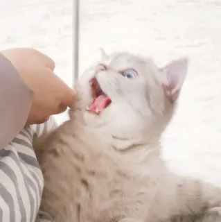 🦷 4412ff72 kot, zwierzę domowe, zwierzę, słodki, śmieszny, kociak telegram sticker