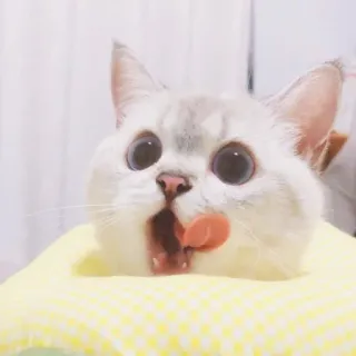 😋 538f4eb5 kot, słodki, zwierzę, zwierzak, zabawny, zwierzę domowe telegram sticker