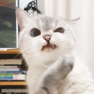 🤢 5e85a839 kot, zwierzę, ssak, zwierzę domowe, kotowaty, kot domowy, słodki telegram sticker