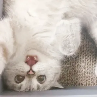 🤪 6c8b498d kot, kociak, zwierzę domowe, zwierzę, słodki, kot domowy, koci telegram sticker