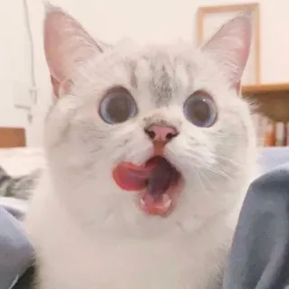 😮 76f6880e kot, zwierzę, zwierzę domowe, słodki, kociak, zwierzę domowe, ssak telegram sticker