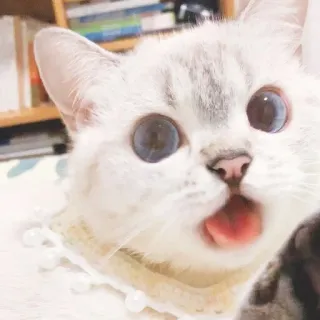 😜 da402477 kot, biały kot, słodki, zwierzę, zwierzę domowe, niebieskie oczy, kociak telegram sticker