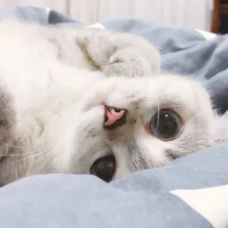 🙃 f60aab66 kot, kotek, zwierzę, zwierzak, słodki, oczy, łóżko telegram sticker