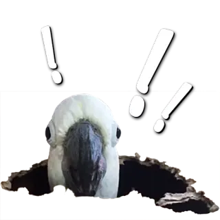 ❗ 3802d2f6 앵무새, 새, 동물, 경고, 느낌표, 스티커 telegram sticker