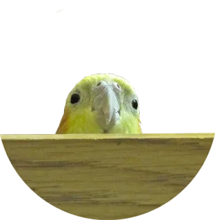 👀 4b72c8ab 새, 왕관앵무, 앵무새, 애완동물, 동물, 귀여운, 웃긴 telegram sticker