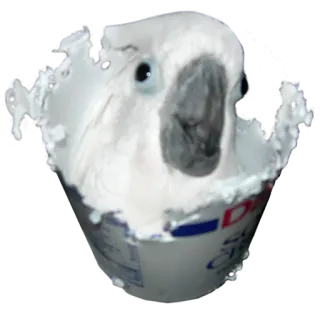 👻 563df52d 새, 동물, 애완동물, 흰색, 코카투, 귀여운 telegram sticker