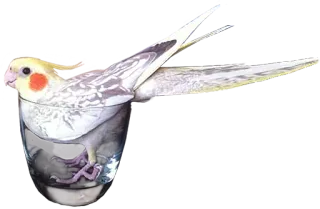 🍸 585ae721 새, 카카리, 유리, 물, 애완동물, 동물, 귀여운 telegram sticker