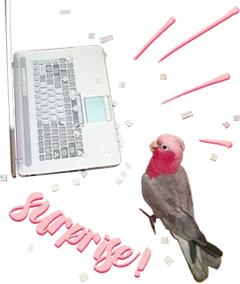 🎉 7b5c3e19 Suranger 코카투, 새, 노트북, 컴퓨터, 앵무새, 분홍색, 회색 telegram sticker