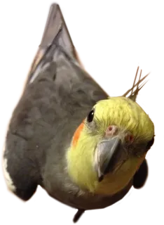 😗 85dd7416 새, 왕관앵무, 애완동물, 동물, 귀여운, 노란색, 회색 telegram sticker