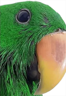 😶 a24814cb 앵무새, 초록색, 새, 애완 동물, 동물, 클로즈업 telegram sticker