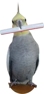 💍 e15b7093 새, 동물, 왕관앵무, 애완동물, 귀여운 telegram sticker