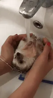 🚿 067fee99 ouriço, animal, animal de estimação, banho, pia, água, fofo, pequeno whatsapp sticker