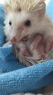 ☺ 09f67a58 ouriço, fofo, animal, animal de estimação, pequeno, mamífero, espinhos whatsapp sticker