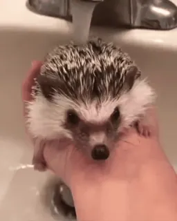 🚿 0aeeaa02 ouriço, animal, fofo, animal de estimação, banho, lavando whatsapp sticker