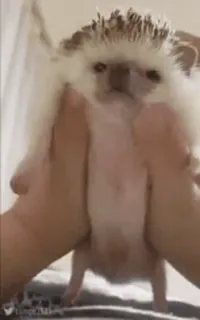 🤗 23890952 ouriço, animal, fofo, mamífero, animal de estimação whatsapp sticker