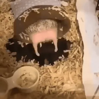 ☺ 25212b6e ouriço, animal, animal de estimação, fofo, pequeno, adorável whatsapp sticker