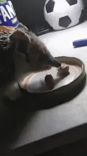 ☺ 2a7633c6 ouriço, comendo, animal de estimação, animal, mamífero, comida whatsapp sticker