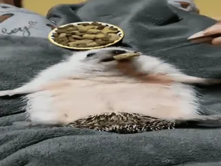 😋 2cb00f73 ouriço, animal, animal de estimação, comida, fofo, comendo whatsapp sticker