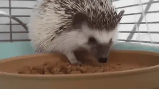 ☺ 4ab859b7 ouriço, animal, animal de estimação, fofo, vida selvagem whatsapp sticker