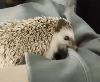 😡 564729a3 ouriço, animal, fofo, animal de estimação, mamífero, espinhoso, espinhos whatsapp sticker