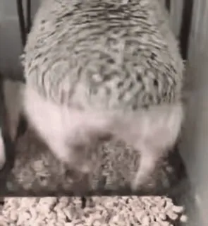 🦔 dc989971 animal, ouriço, animal de estimação, fofo, pequeno animal whatsapp sticker