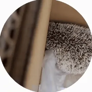 🥱 e312754f ouriço, animal, fofo, caixa, animal de estimação whatsapp sticker