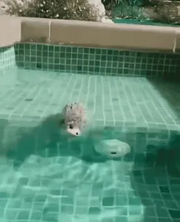 ☺ eab88f7f Ouriço, Natação, Piscina, Animal, Fofo, Água, Animal de estimação whatsapp sticker