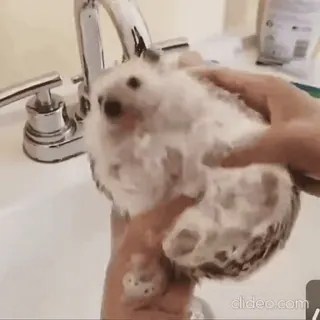 😶 f1da4f25 ouriço, lavando, animal, animal de estimação, limpeza, domesticado, pia, higiene whatsapp sticker