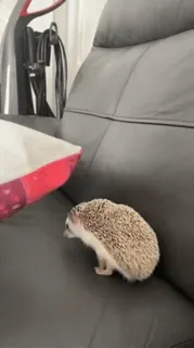 ☺ fecac18c ouriço, animal, animal de estimação, fofo whatsapp sticker