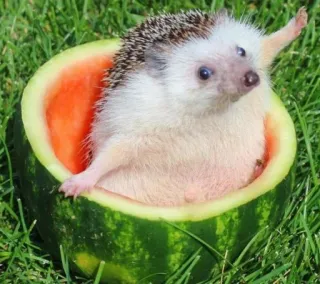 🤔 01aa1223 hérisson, pastèque, animal, mignon, animal de compagnie, été, fruit telegram sticker