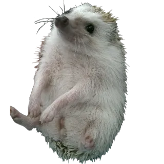 👹 07ba3400 hérisson, animal, mignon, animal de compagnie, faune telegram sticker