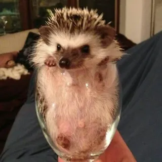 🍾 09a64bc4 hérisson, animal, mignon, verre, animal de compagnie telegram sticker