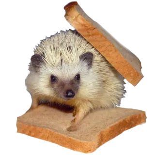 ☺️ 0ea12800 hérisson, pain, animal, nourriture, mignon, animal de compagnie telegram sticker